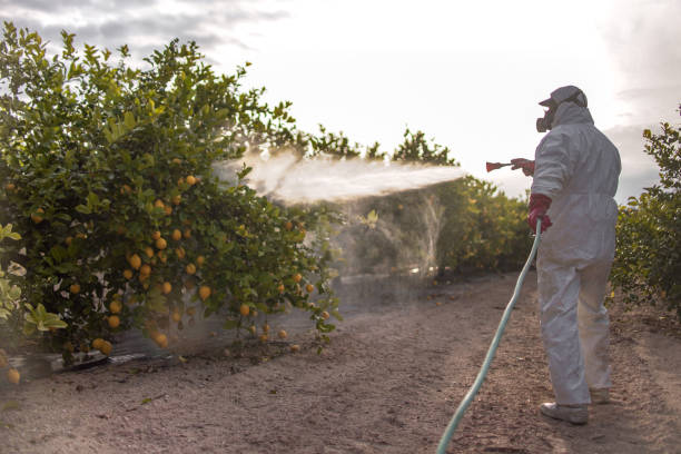 Reliable Weirton, WV Pest Control Solutions